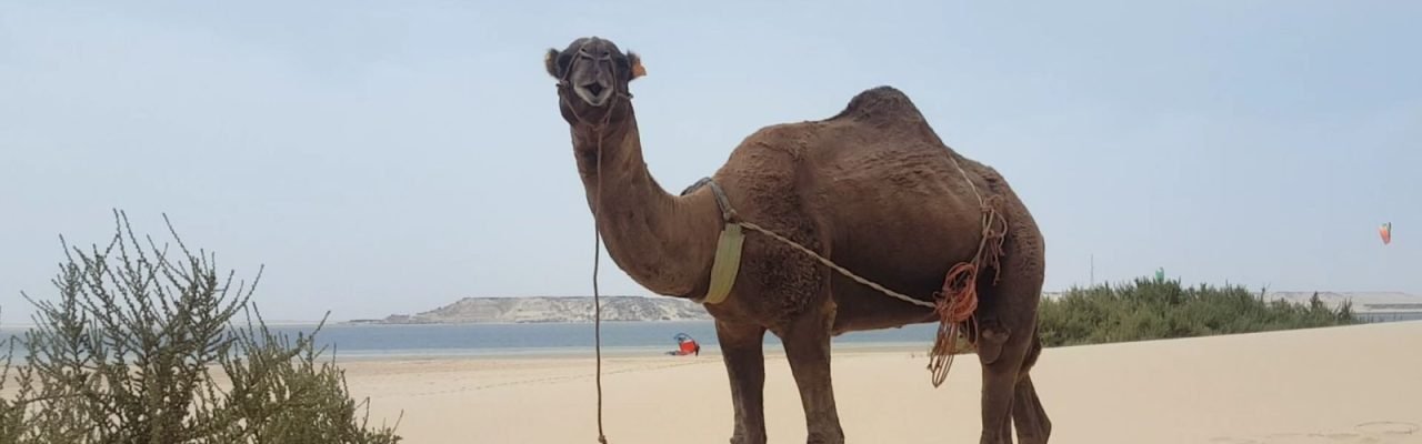 2017_09_Dakhla (30)